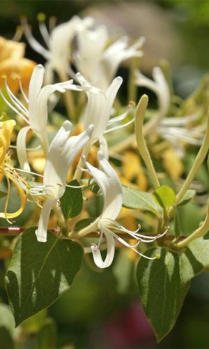 AdobeStock_214669058-chevrefeuille