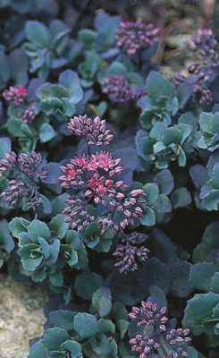 SEDUM-telephium-‘Sunset-cloud’