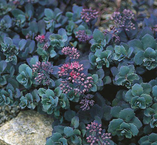 SEDUM-telephium-‘Sunset-cloud’